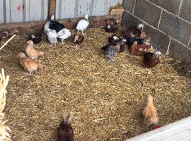 Chicken, growers