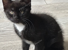 Kitten for sale