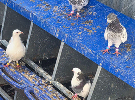 Best pigeon