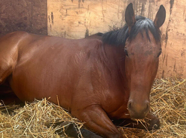 !16hh SAFE CHUNKY HACK!