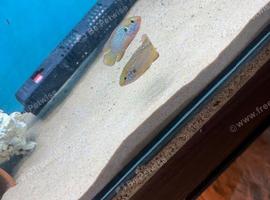 Breeding pair neon jewels
