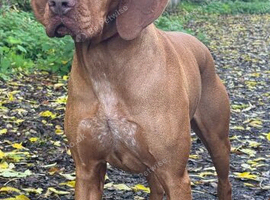 Male & female Hungarian vizslas