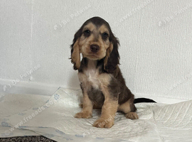 Cocker spaniel puppies