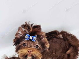 Chocolate male Yorkshire terrier
