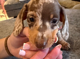2 miniature dachshunds