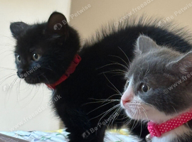 2 Beautiful Kitten Sisters