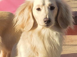 Stunning clear cream kc minature Dachshund stud