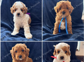 F1b Cavapoo Puppies (Red)