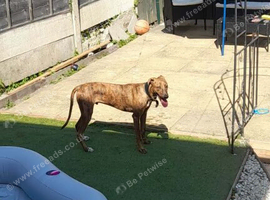 Slukie bullgreyhound