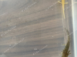 Gorgeous young axolotls for sale Lucy&rsquo;s, albinos, goldens abd wilds