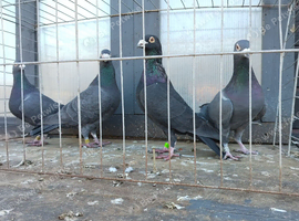 Van de merwe pigeons