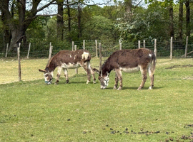 2 bonded gelding donkeys