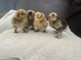 4, three day old pure silkie chicks