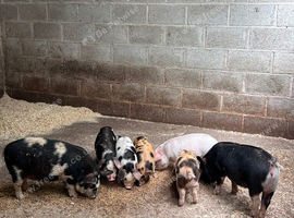 5 Mini Piglets Ready to go