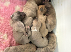 Beautiful blue/fawn brindle pups for sale