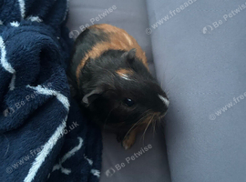 Male guinea pigs 9 weeks old