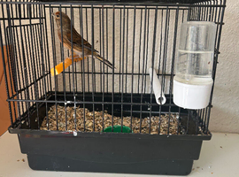 Linnet mule