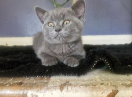 British short haired cross kittens for sale