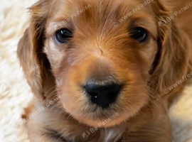 Long Haired Miniature Dachshund