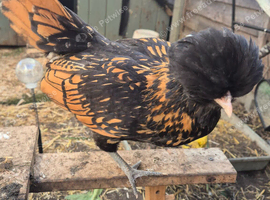 3 x 12 week old Polish Hens