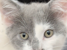 I have four beautiful Maine coon x mum is a calico dad is a full Maine coon