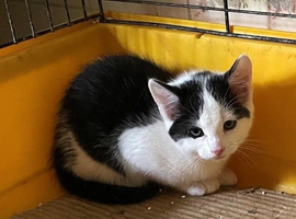 Farm Kitten ready to go