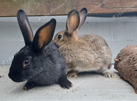 Rabbits 10 weeks old male. Black or Brown.