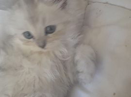 Pur dolls silver pesion chinchilla  ragdoll kittens