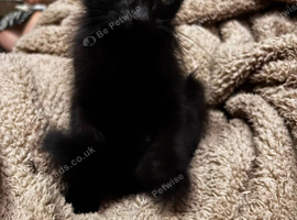 Male kittens
