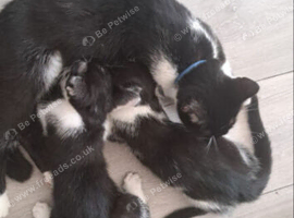 To female kittens available