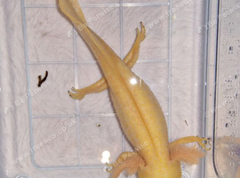 Gold Albino Axolotl (8 months old )