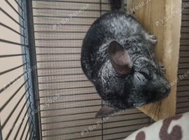 Male chinchillas and cage for sale