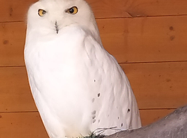 Pair of Snowy Owls for Sale