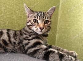 beautiful Bengal & Siamese mix kitten is looking for a new home