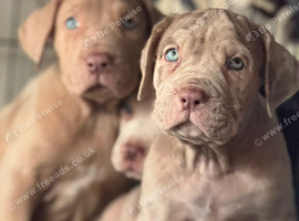Beautiful puppy&rsquo;s looking for a home