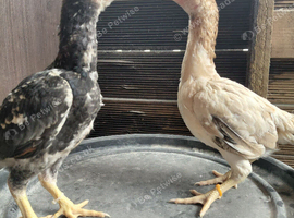 Pairs of Young ko shamo