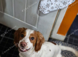 4 year old working cocker spaniel