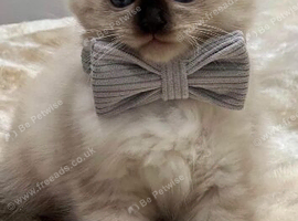 Fully vaccinated, GCCF, microchipped, flea treated and dewormed ragdoll kitten