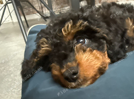 Cavapoo
