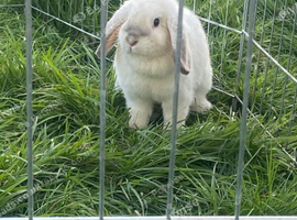 Female french mini lop for sale