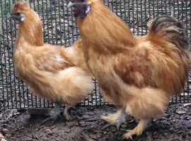 Red Silkie Hatching Eggs