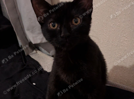 5 month old girl