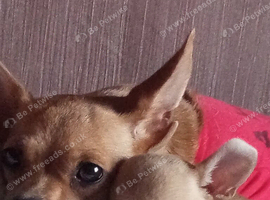 Female Chihuahua mix jack Russell
