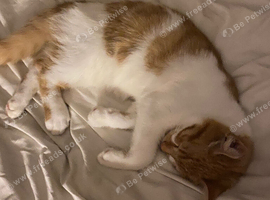 Absolutely Gorgeous Ginger and White Kitten