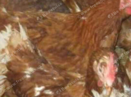 Last 8 Rescued egg laying hens &pound;6 each or 5 for &pound;25
