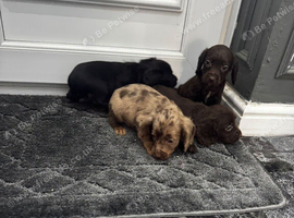Cocker spaniel puppies