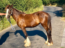 Filly