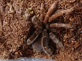 Rare! Lyrognathus Giannisposatoi - Sumatran stoutleg tarantula