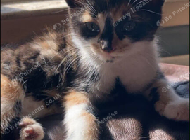 Mixed kittens