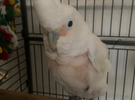Cockatoo
